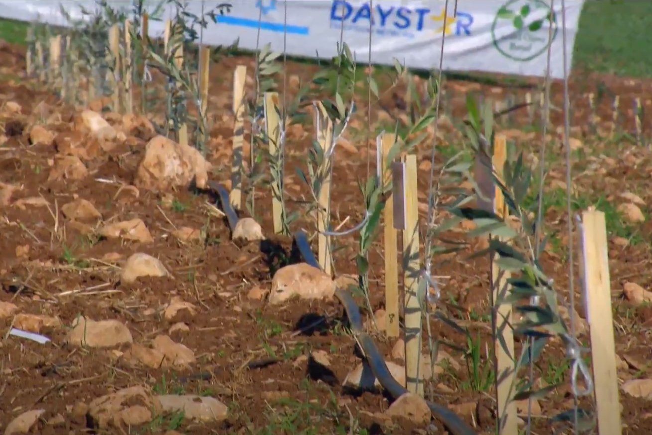 daystar-israel-project-olive-tree