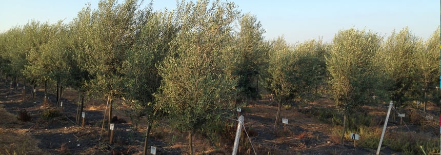 olive-tree-orchard